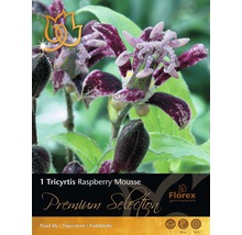 Tricyrtis Raspberry Mousse zahradní rostlina