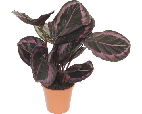 Kalátea FloraSelf Calathea kultivar 'Suprise Star' výška 30-40 cm květináč Ø 14 cm