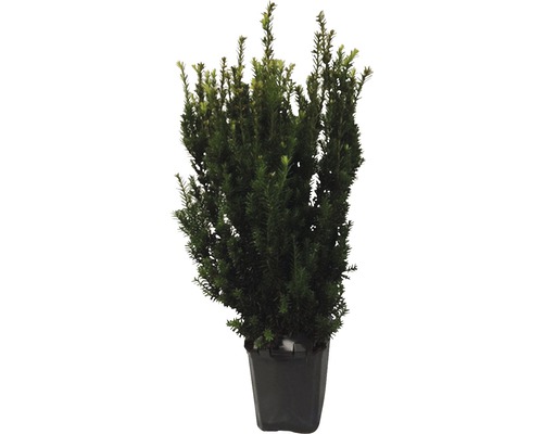 Tis prostřední samčí FloraSelf Taxus media 'Hillii' 60-80 cm v click květináči