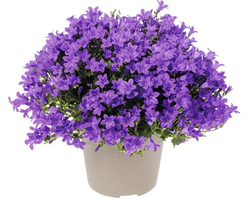 Zvonek FloraSelf Campanula portenschlagiana 'Intens Purple' květináč Ø 12 cm