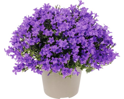 Zvonek FloraSelf Campanula portenschlagiana 'Intens Purple' květináč Ø 12 cm Zvonek v květináči