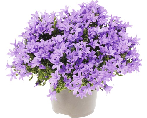 Zvonek FloraSelf Campanula portenschlagiana 'Lavender' květináč Ø 20 cm