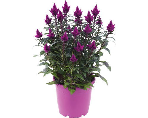 Nevadlec hřebenitý FloraSelf Celosia argentea caracas květináč Ø 25 cm