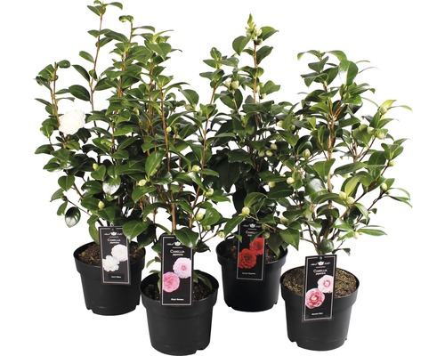 Kamélie FloraSelf Camellia japonica 40-60 cm květináč Ø 19 cm 1 ks, různé druhy Kamelie v květináčích s různými barvami květů