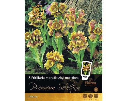Řebčík Premium Fritillaria Michailovskyi multiflora 8 ks