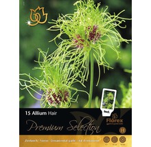 Okrasný česnek vláskatý Premium Allium Hair 15 ks