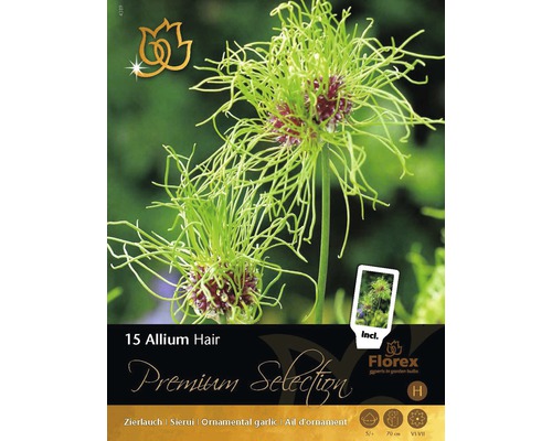 Okrasný česnek vláskatý Premium Allium Hair 15 ks