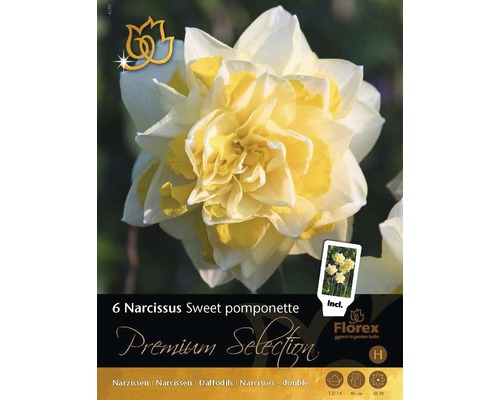 Narcisy Premium Sweet pomponette 6 ks