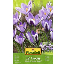Krokusy botanické 'Spring Beauty' FloraSelf 12 ks-thumb-1