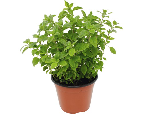Dobromysl obecná, oregano FloraSelf Origanum vulgare 'Diabolo' květináč Ø 12 cm Rostlina oregano v květináči