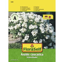 FloraSelf huseník Arabis caucasica Schneehaube