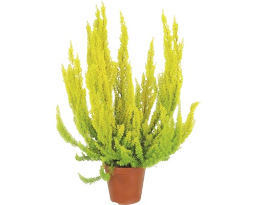 Vřesovec stromovitý FloraSelf Erica arborea ‘Albert’s Gold’ květináč Ø 10/11 cm Žlutý pokojový cypřiš v květináči