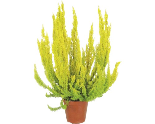 Vřesovec stromovitý FloraSelf Erica arborea ‘Albert’s Gold’ květináč Ø 10/11 cm