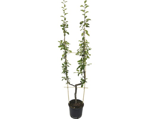 Hrušeň špalír tvar U FloraSelf Pyrus communis 100-150 cm květináč 12 l