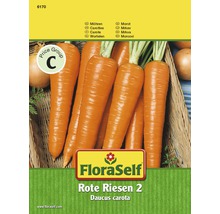 Mrkev Rote Riesen 2 FloraSelf