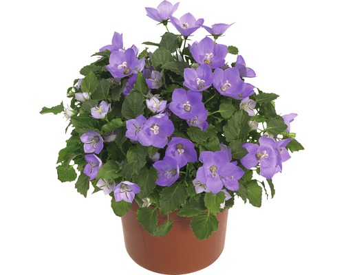 Zvonky v květináči