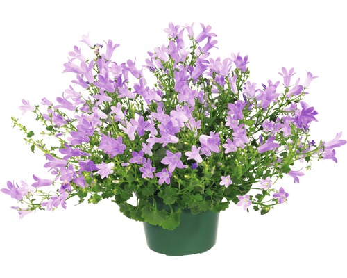 Zvonek v květináči