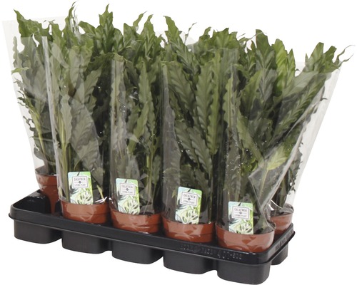 Podnos s několika rostlinami Calathea v květináči, zabalené v plastové fólii