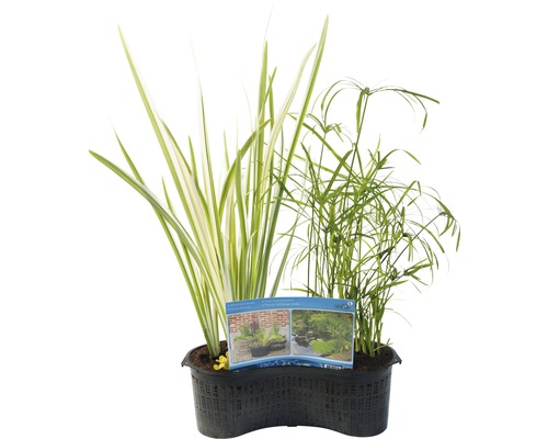 Sada jezírkových rostlin v květináči s různými vodními rostlinami