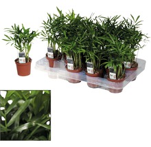 Palma horská FloraSelf Chamaedorea 20-30 cm květináč Ø 7 cm 1 ks-thumb-2 Palma horská FloraSelf Chamaedorea 20-30 cm květináč Ø 7 cm 1 ks-thumb-2
