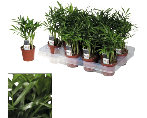 Několik trpasličích palem v květináčích na podnosu