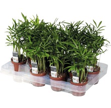 Palma horská FloraSelf Chamaedorea 20-30 cm květináč Ø 7 cm 1 ks-thumb-0 Palma horská FloraSelf Chamaedorea 20-30 cm květináč Ø 7 cm 1 ks-thumb-0