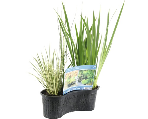 Jezírkové rostliny v květináči pro návrh zahradního jezírka