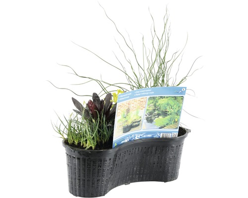 Květináč s jezírkovými rostlinami pro zahradní jezírko