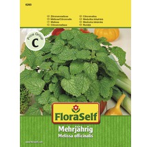 Meduňka lékařská rostlina v prodejním balení FloraSelf