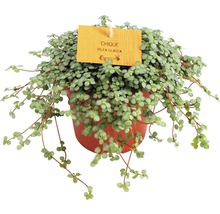 Pokojová rostlina Pilea Glauca v květináči