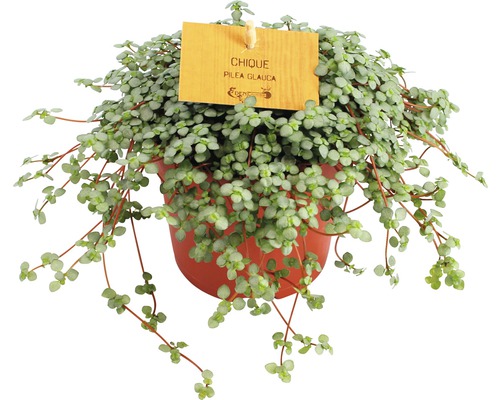 Pokojová rostlina Pilea Glauca v květináči