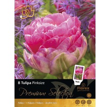 Tulipány Pinksize Premium 8 ks