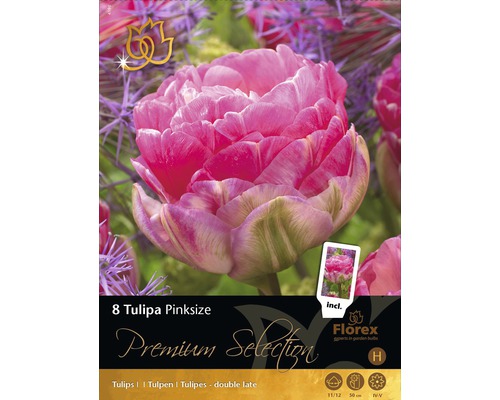 Tulipány Pinksize Premium 8 ks
