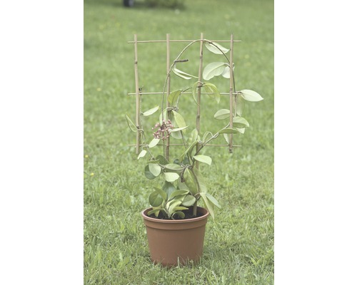 Pokojová rostlina Hoya Carnosa v květináči s oporou