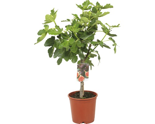 Fíkovník v květináči