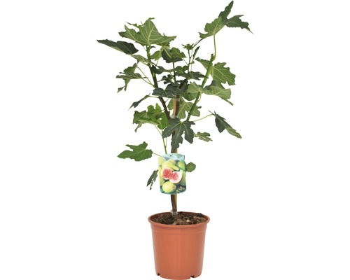 Fíkovník v květináči