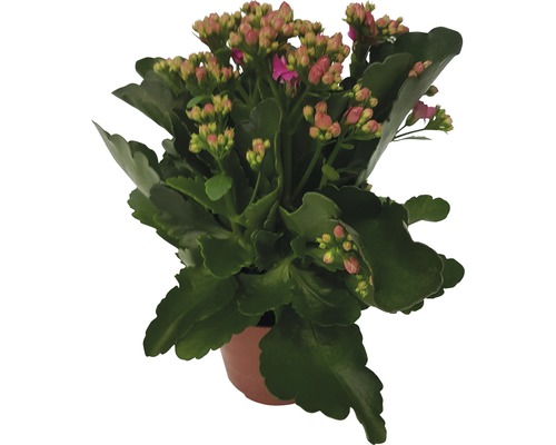 Kolopejka vděčná FloraSelf Kalanchoe 'Calandiva' V 20-25 cm Ø květináče 12 cm růžová