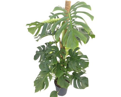 Monstera skvostná FloraSelf Monstera deliciosa 120-150 cm květináč Ø 27 cm Pokojová rostlina Monstera s podpěrou v květináči
