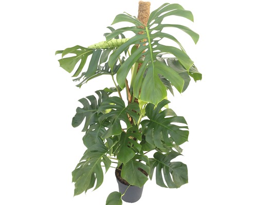 Monstera skvostná FloraSelf Monstera deliciosa 120-150 cm květináč Ø 27 cm