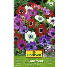 Sasanka FloraSelf Anemone coronaria 'De Caen' 15 ks