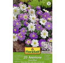 Balení FloraSelf 20 Anemone blanda Mixed