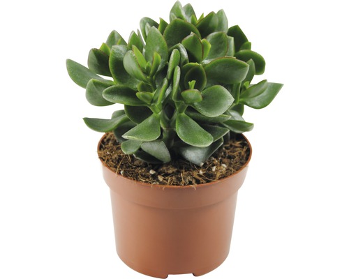 Tlustice vejčitá FloraSelf Crassula ovata 'Hulk' výška 17-22 cm květináč Ø 12 cm Tlustice vejčitá Crassula v květináči