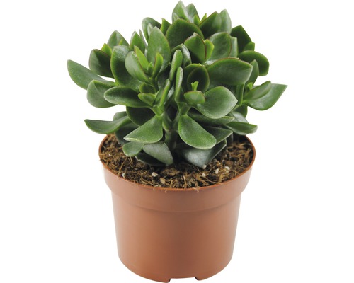 Tlustice vejčitá FloraSelf Crassula ovata 'Hulk' výška 17-22 cm květináč Ø 12 cm