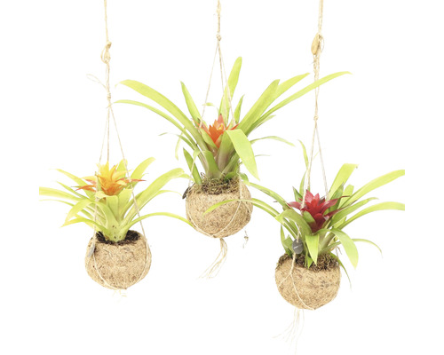 Kokodama závěs bromélie FloraSelf Bromelia výška 25-30 cm květináč Ø 12 cm 1 ks, různé druhy