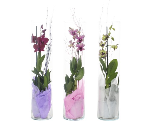 Tři orchideje ve skleněných vázách