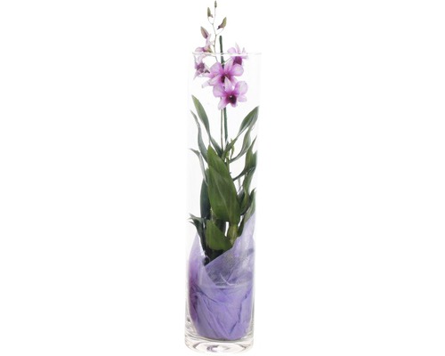 Stromobytec FloraSelf Dendrobium sanook výška 55-65 cm květináč Ø 12 cm 1 ks, různé druhy