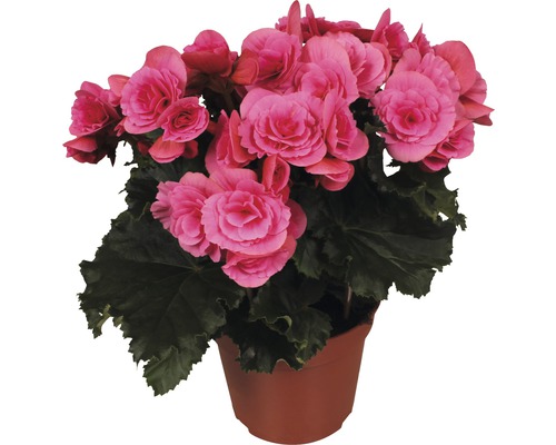 Begónie vyvýšená FloraSelf Begonia elatior 'Bereseba' 30-40 cm květináč Ø 14 cm