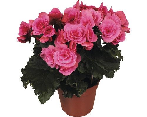 Begónie vyvýšená FloraSelf Begonia elatior 'Bereseba' 30-40 cm květináč Ø 14 cm Begonie v květináči s růžovými květy a zelenými listy