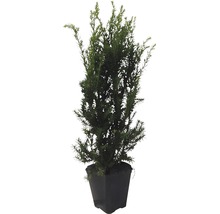 Tis prostřední samičí FloraSelf Taxus media 'Hicksii' výška 60-80 cm v click květináči