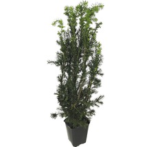 Tis prostřední samičí FloraSelf Taxus media 'Hicksii' výška 60-80 cm v click květináči